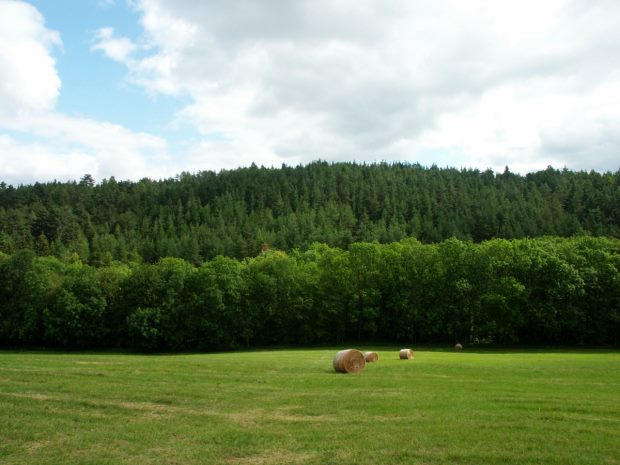 Waldflchen in Thringen bei Stadtilm