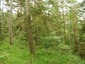Waldflche bei Stadtilm Thringen
