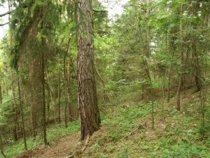 Wald in Thringen zum Kaufen