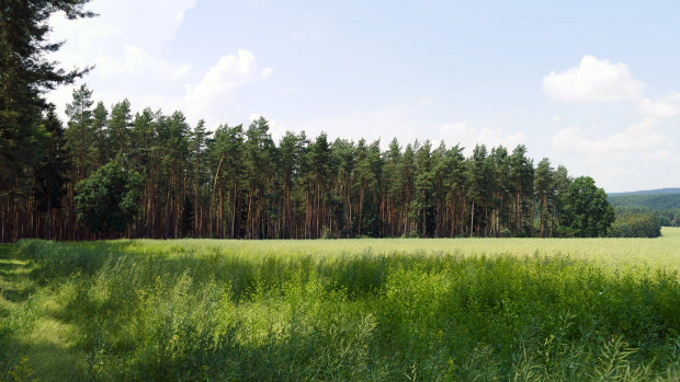Waldgrundstck im Landkreis Saalfeld-Rudolstadt bei Partschefeld