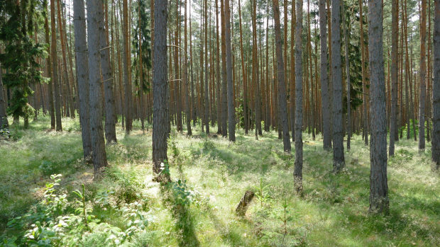 Wald der Gemeinde Uhlstdt-Kirchhasel