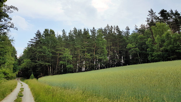Waldflche der Gemeinde Uhlstdt-Kirchhasel bei Rudolstadt
