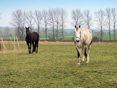 Bauernhof mit Weideland fr Pferdehaltung